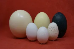 Here are the protagonists: back row ostrich egg, rhea egg, emu egg and front row goose egg, swan egg and turkey egg before processing.